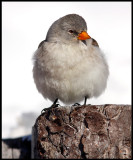 Snowfinch - Dolomite Alps / Italy