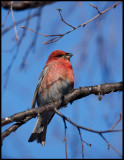 Male Pine Grosbeak - Neljn Tuulen Tupa - Kaamanen