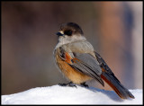 Siberian Jay - Neljän Tuulen Tupa - Kaamanen