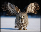 Great Gray Owl - Tornio