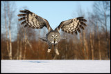Great Gray Owl - Tornio