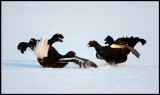 Black grouses fighting