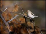 Arctic Redpoll - Neljn Tuulen Tupa - Kaamanen