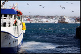 Vadsö harbour with lots of interesting winterbirds