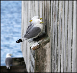 Soon breading season - kittywakes in Vardö