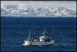 A mediumsized fishingvessel leaves Vadsö