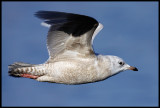 Iceland Gull in Vads harbour