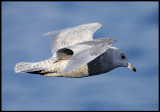 Iceland Gull in Vadsö harbour