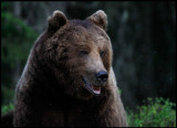 Brown Bear (Ursus arctos) resting