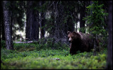 A bear coming to the carrion outside our hide