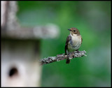 Female Black and White Flycatcher outside nestingbox