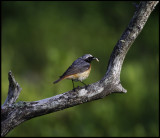 Male Redstart nesting outside our hide