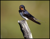 Barn Swallow (Hirundo rustica)