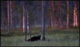 Wolverine in early morning light