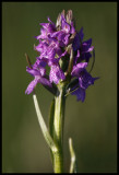 Ängsnycklar / Early Marsh Orchid (Dactylorhiza incarnata)