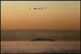 Goosanders flying over Blå Jungfrun - Baltic sea