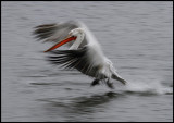 Adult Dalmatian Pelican starting to fly