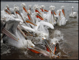 A crowd of adult Dalmatian Pelicans trying to get our fish