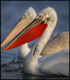 Old Dalmatian and young White Pelican