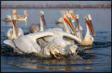 Dalmatian Pelicans