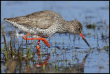 Redshank snapping insects - Trnninge