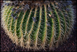 Cactus - Fuerteventura