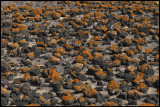 Orange lichen om lava stones - Fuerteventura