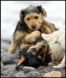 Playing on the beach - Fuerteventura