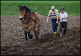 Ploughing with Ardenner horse - Huseby Småland