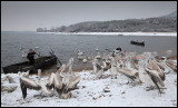 Young pelicans eager to get food on a cold snowy morning