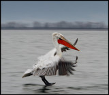 Dalmatian Pelican landing in Lake Kerkini