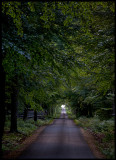 Oak alley on Visings - Lake Vttern