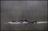 Black-throated Divers with chick - lgasjn at dawn