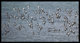 Purple sandpipers