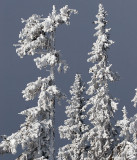 Snowcovered trees - Dalarna