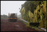 local transportation of cows