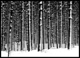 Winter forrest near Emmaboda - Småland