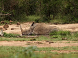 1024rhino1PC014125.jpg