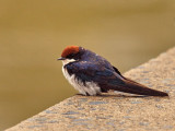 800swallow1PC014041.jpg