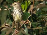 Karoo Prinia