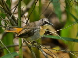 800Cape Robin PB172427.jpg