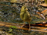 800female bishop PB172499.jpg