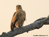 Tawny Eagle