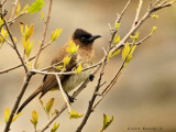 Dark Capped Bulbul