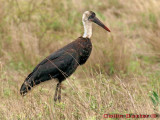 Wooly Stork