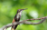 Female Ruby-topaz Hummingbird (Chrysolampis mosquitus)