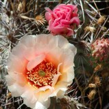peach cactus flowers 90X90mm.tif