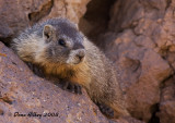 marmot3AUG2008-trappers.jpg