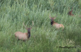 elk-bulls-in-willow-30AUG2008-Hwy-64.jpg