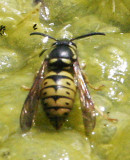 Common Aerial Yellowjacket, Queen, Dolichovespula arenaria